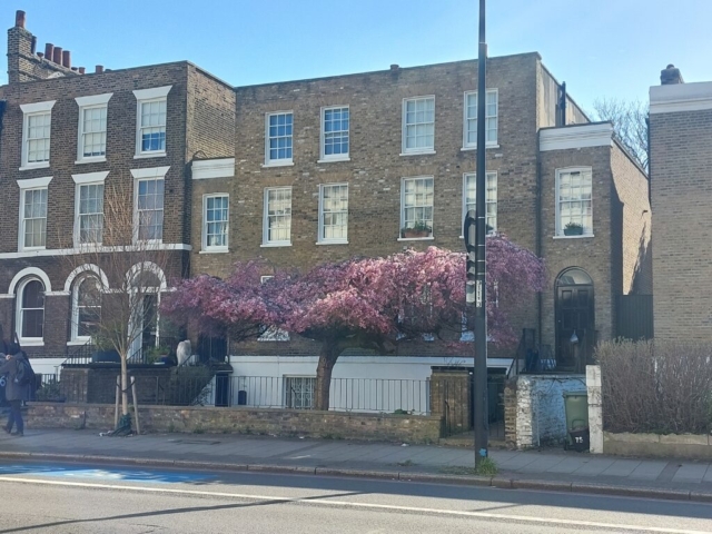 Kennington Road cherry tree in front of a building