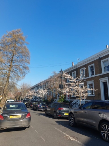street cherry blossom on a street