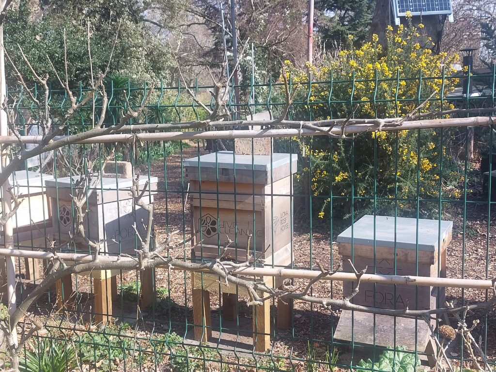 beehives in Kennington Park beehives