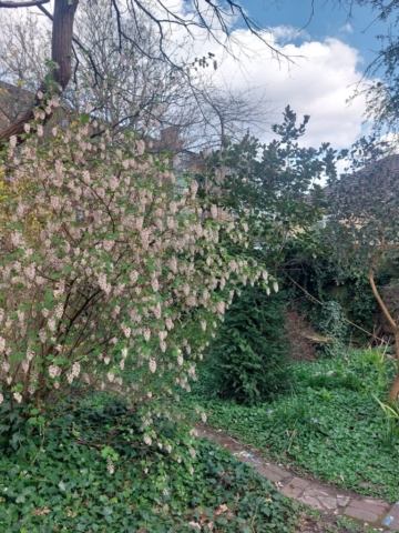 tree in bloom at Harleyford Gardens Vauxhall tree in flower at harleyford gardens
