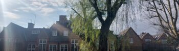 latchmere rec ground tree and sun