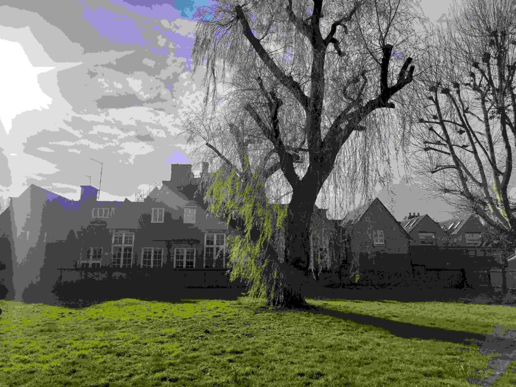 latchmere recreation ground, tree with the old school in the background